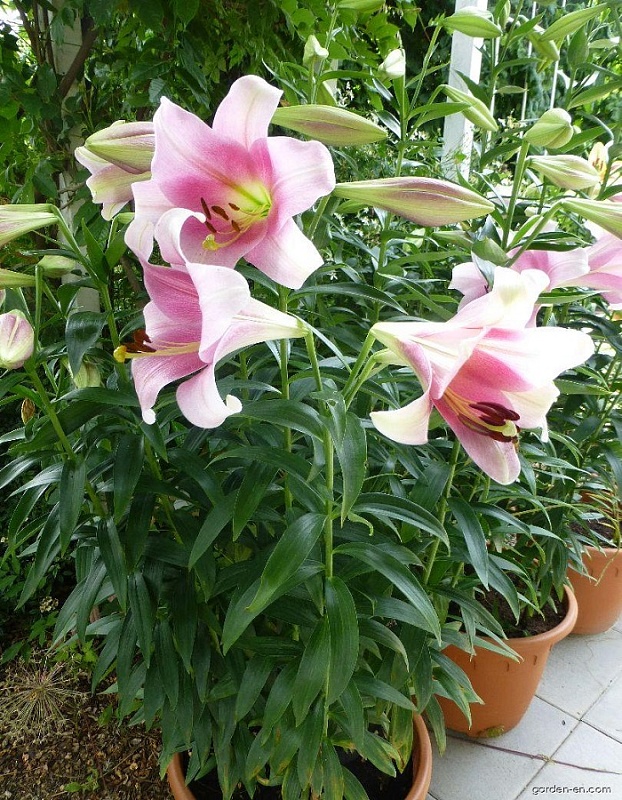 Лилия Принц Промис 